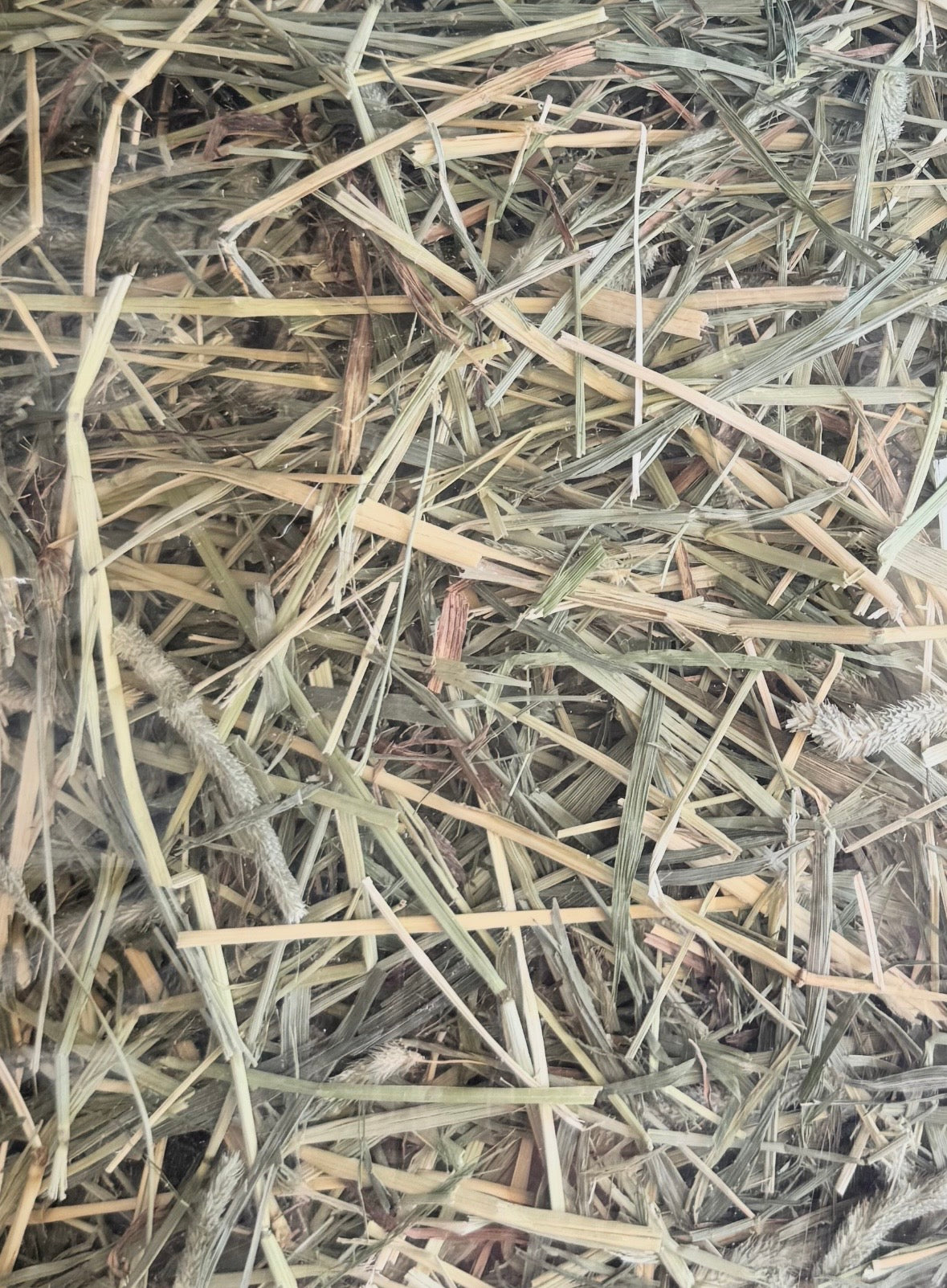 Premium Timothy Hay (5gal bag)